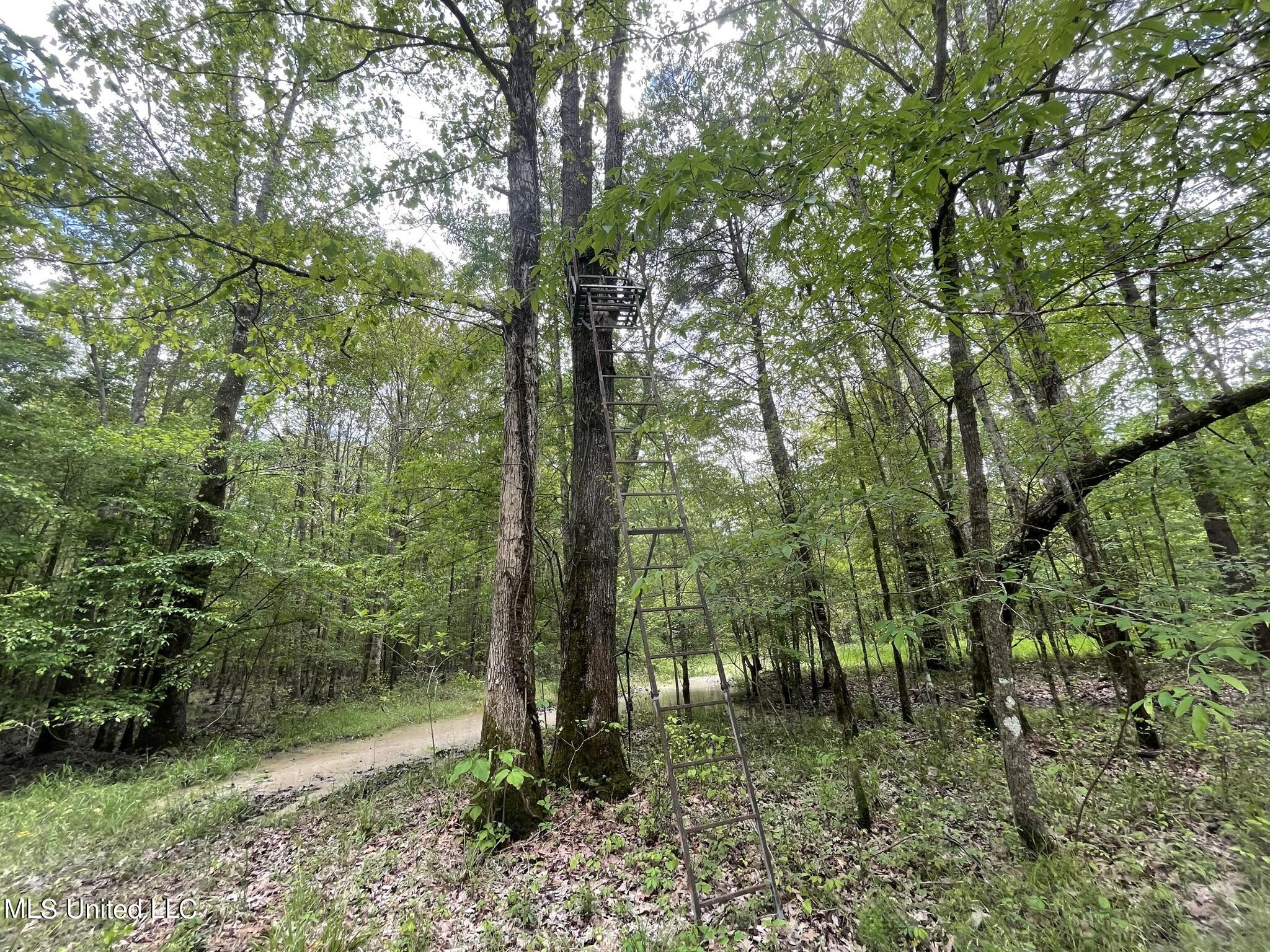 6095 County Road 23 Louin, MS 39338 - Photo 28 of 48 IMG_1379