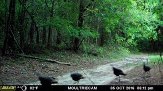 6095 County Road 23 Louin, MS 39338 - Photo 45 of 48 thumbnail_MFDC0045