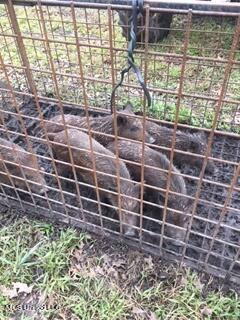 6095 County Road 23 Louin, MS 39338 - Photo 46 of 48 thumbnail_image002