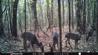 6095 County Road 23 Louin, MS 39338 - Photo 47 of 48 thumbnail_STC_0048