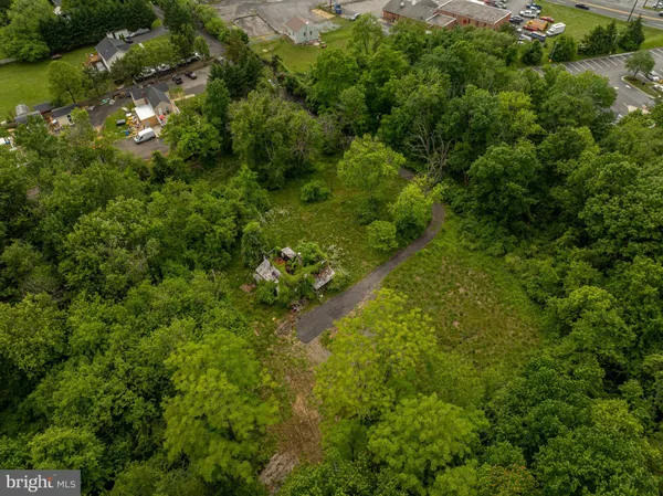 a view of a yard with plants and large trees