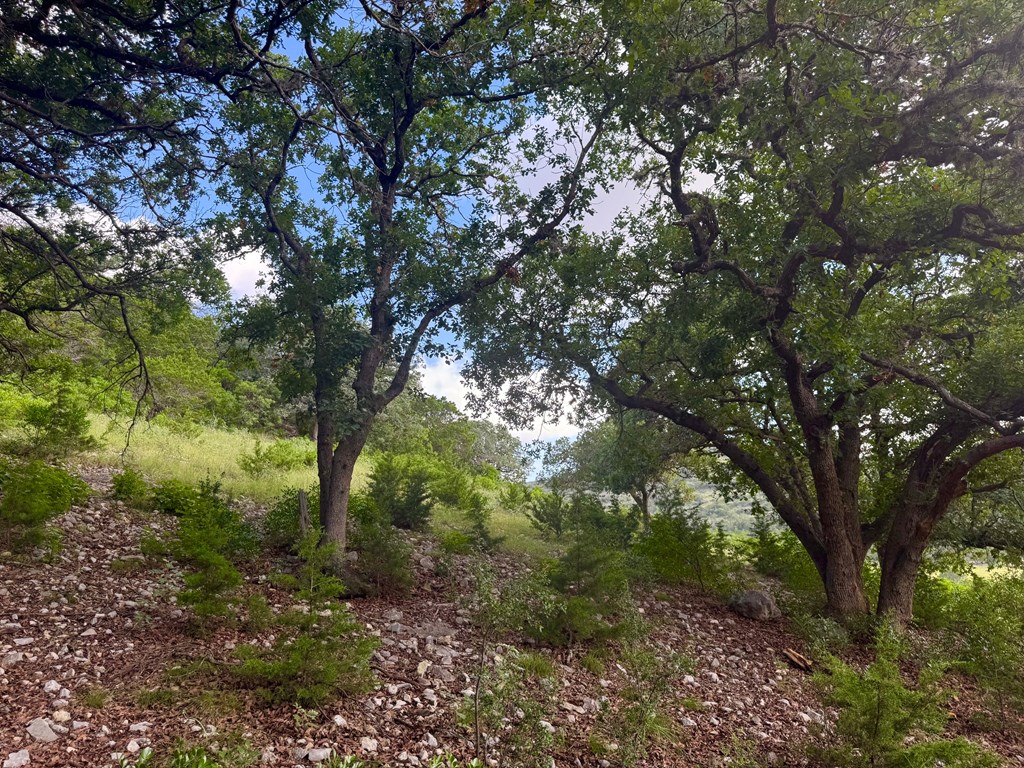 0 John Buchanan Road Leakey, TX 78873 - Photo 12 of 17 a view of a lush green forest