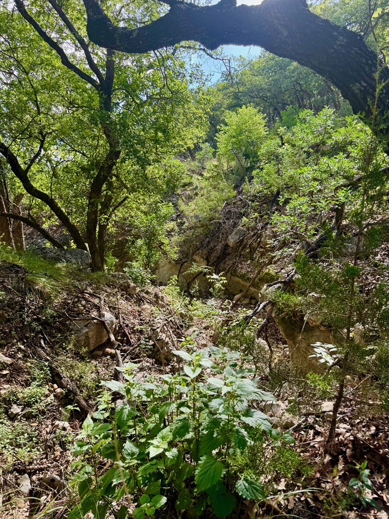 0 John Buchanan Road Leakey, TX 78873 - Photo 14 of 17 a view of a garden