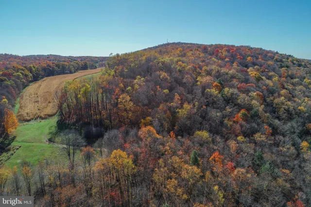 a view of a forest with trees in the background