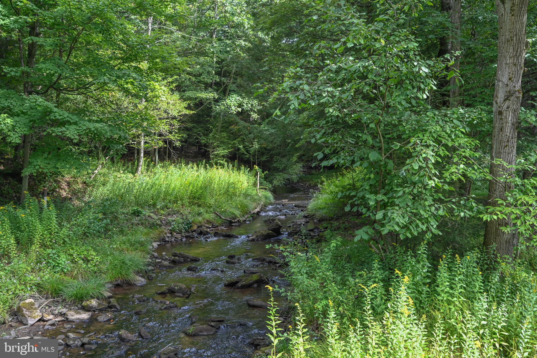 2527 Pigs Ear Road Grantsville, MD 21536 - Photo 75 of 94 a view of a lush green forest with lots of trees