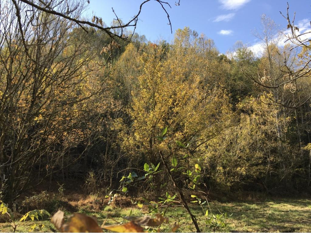900 West Pines Road Afton, TN 37616 - Photo 26 of 32 Photo 27