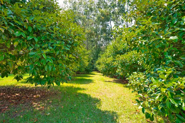 $1,700,000 | 29-545 Chin Chuck Road, Hakalau, HI 96781