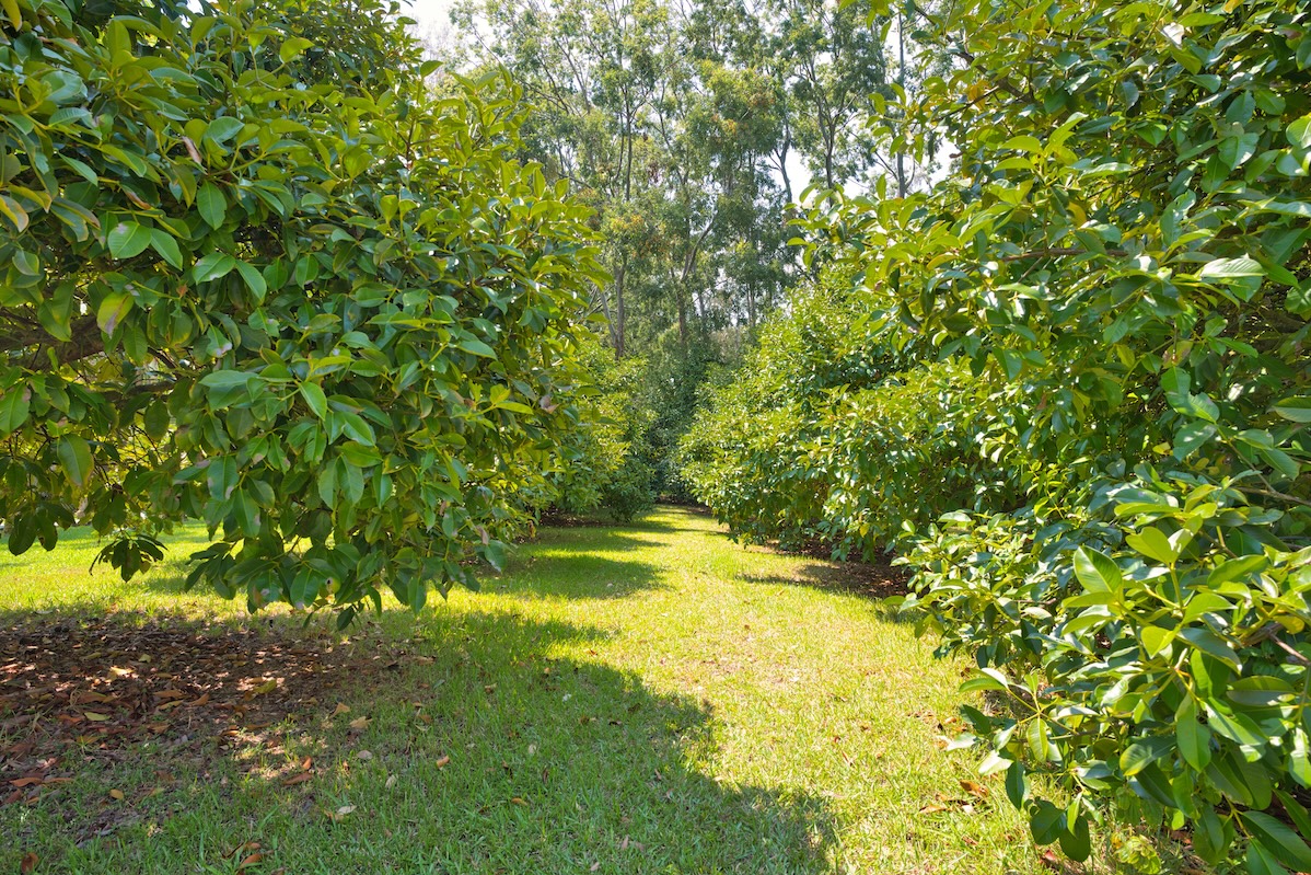 29-545 Chin Chuck Road Hakalau, HI 96781 - Photo 9 of 30