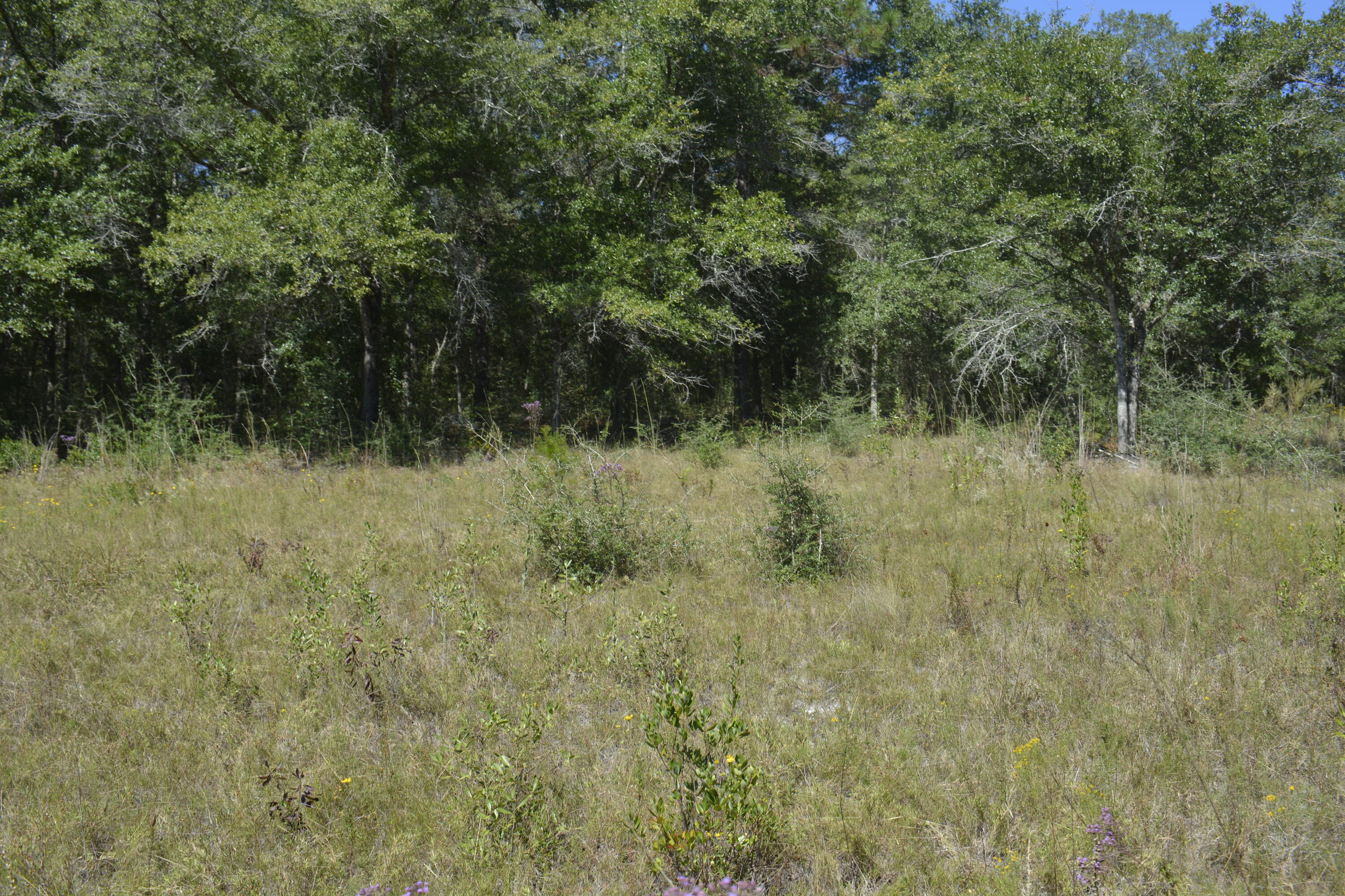 32-acres Aplin Road Crestview, FL 32539 - Photo 14 of 20 Cleared, grassy areas