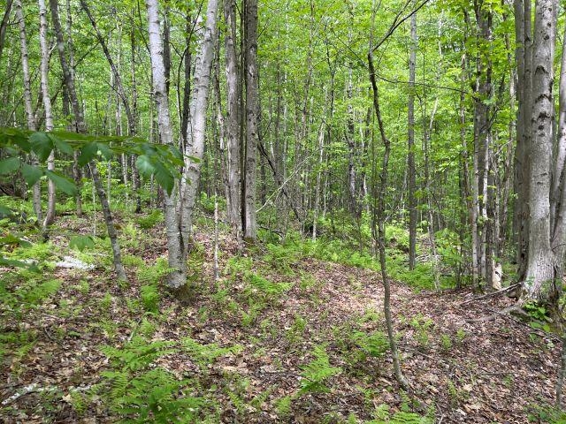 Dole School House Road Washington, NH 03280 - Photo 1 of 13