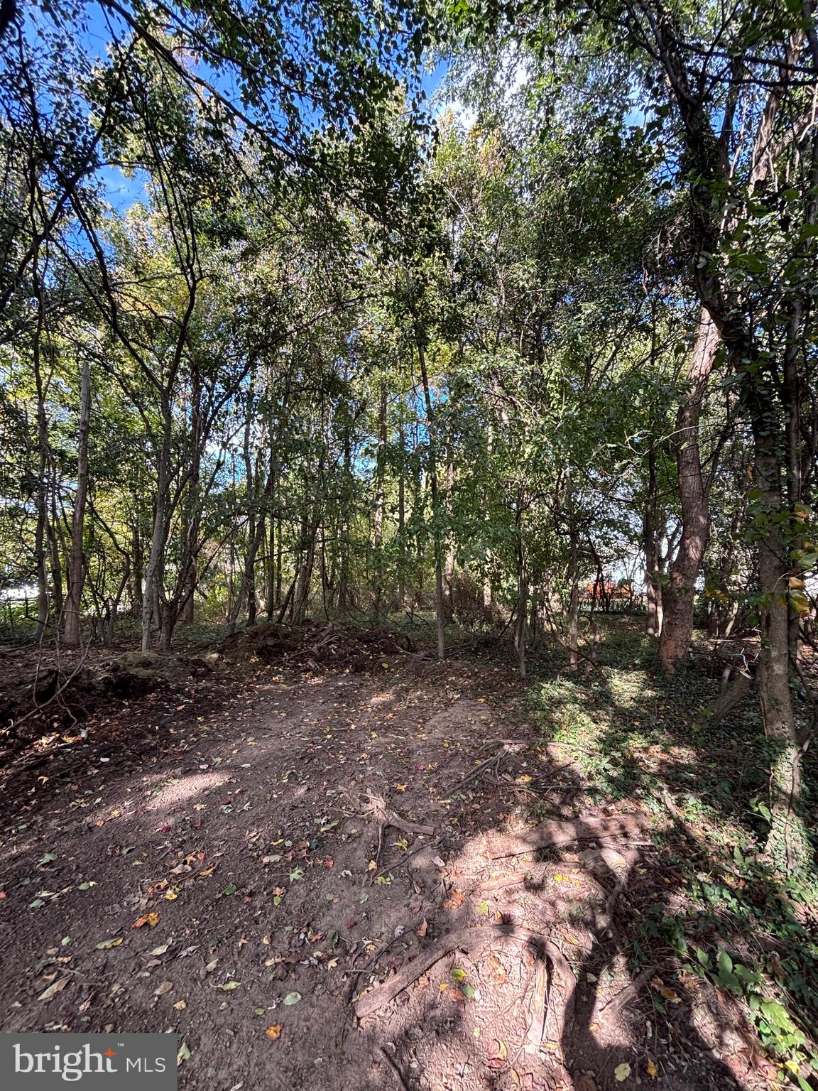 Joppa Road Perry Hall, MD 21128 - Photo 11 of 12 a view of a forest with trees