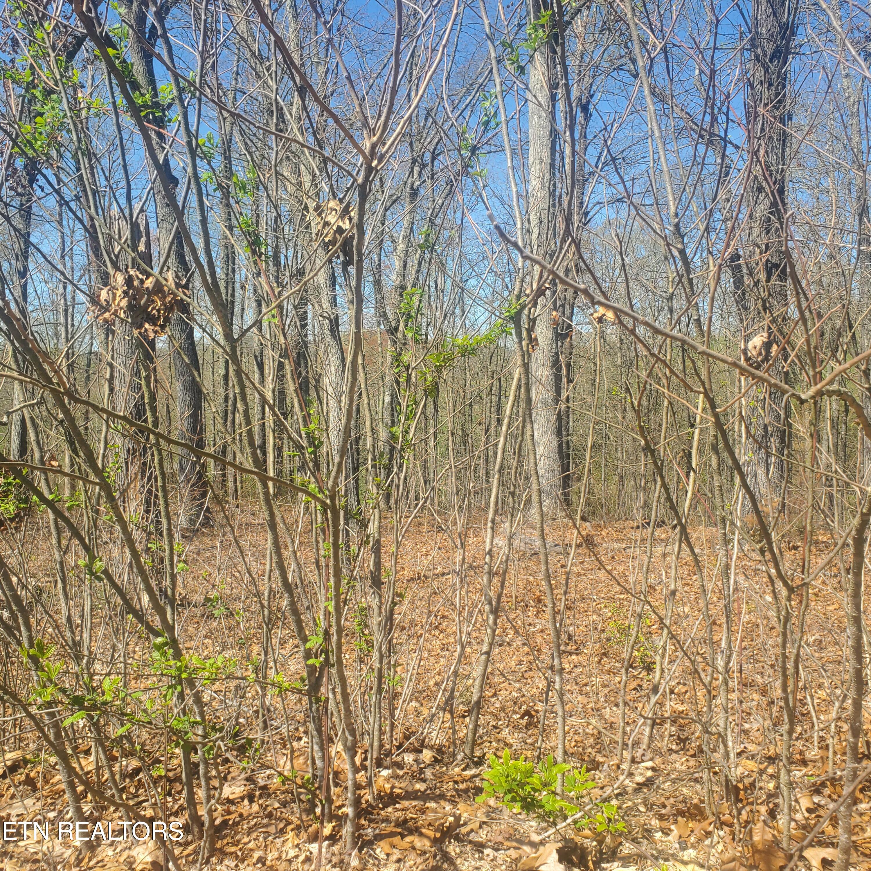 Lot 136 Tumbleweed Trail Rutledge, TN 37861 - Photo 8 of 26 Lot 136 Tumbleweed Trl - 8