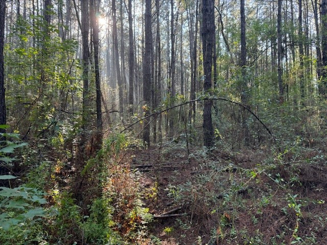 Tbd Cemetery Road Tylertown, MS 39667 - Photo 6 of 6 Photo 6