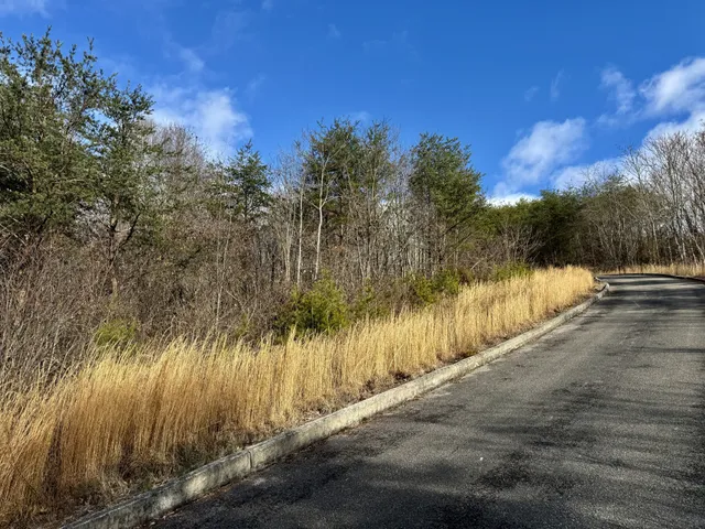 a view of a yard with a tree