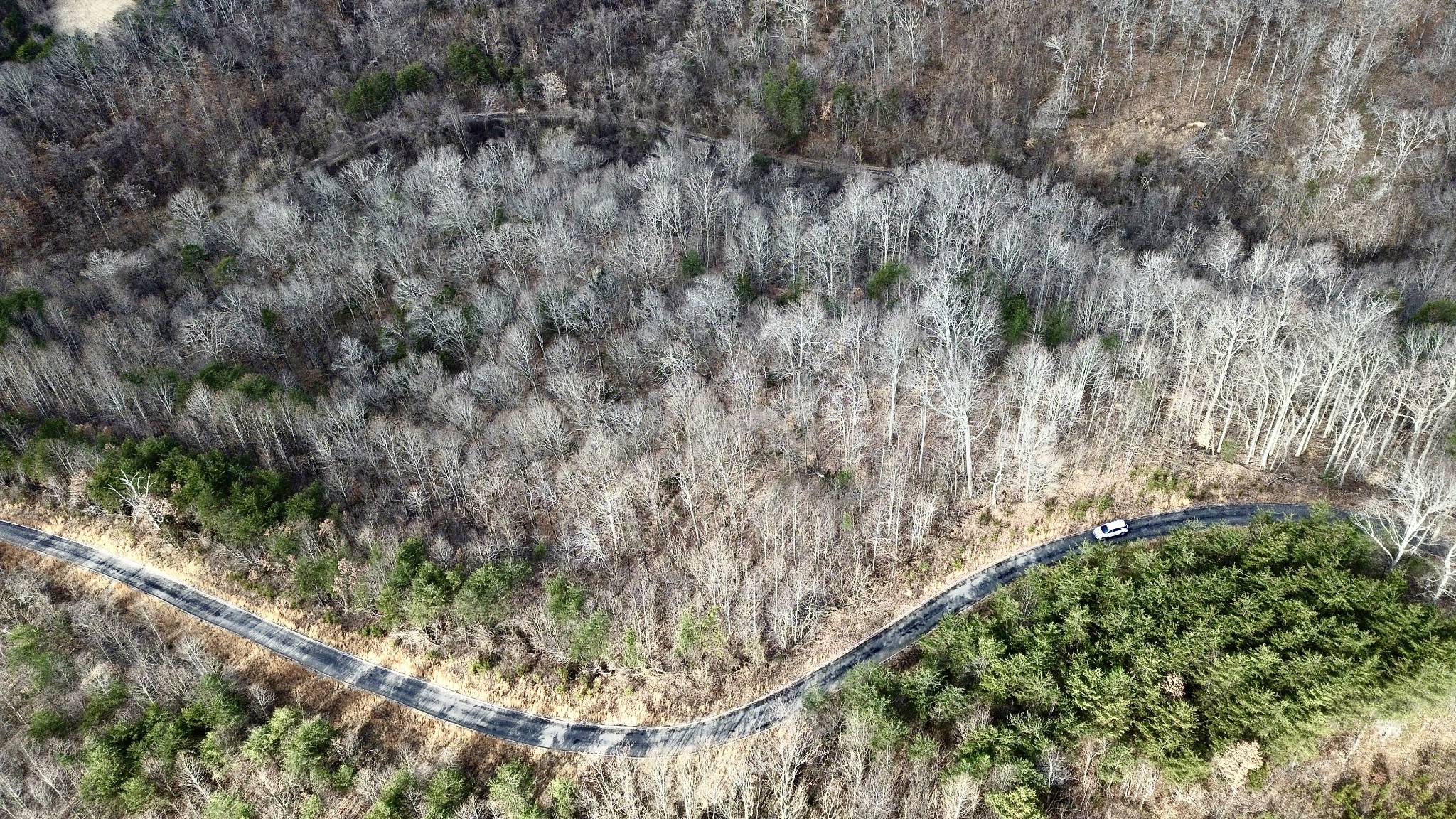 1 Megans Trail Bean Station, TN 37708 - Photo 7 of 8 a view of a yard with a tree