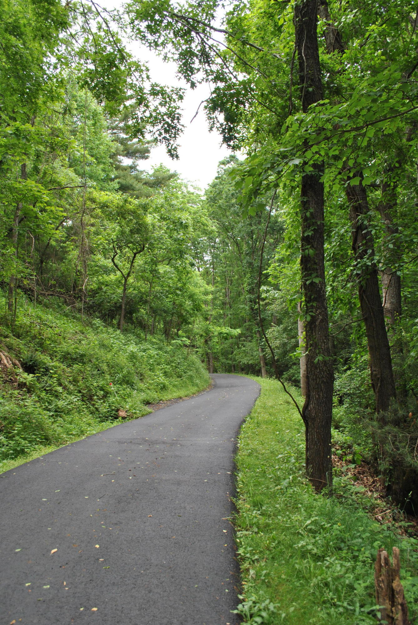 240 Fawn Lane Riner, VA 24149 - Photo 95 of 95 a view of a road with a yard