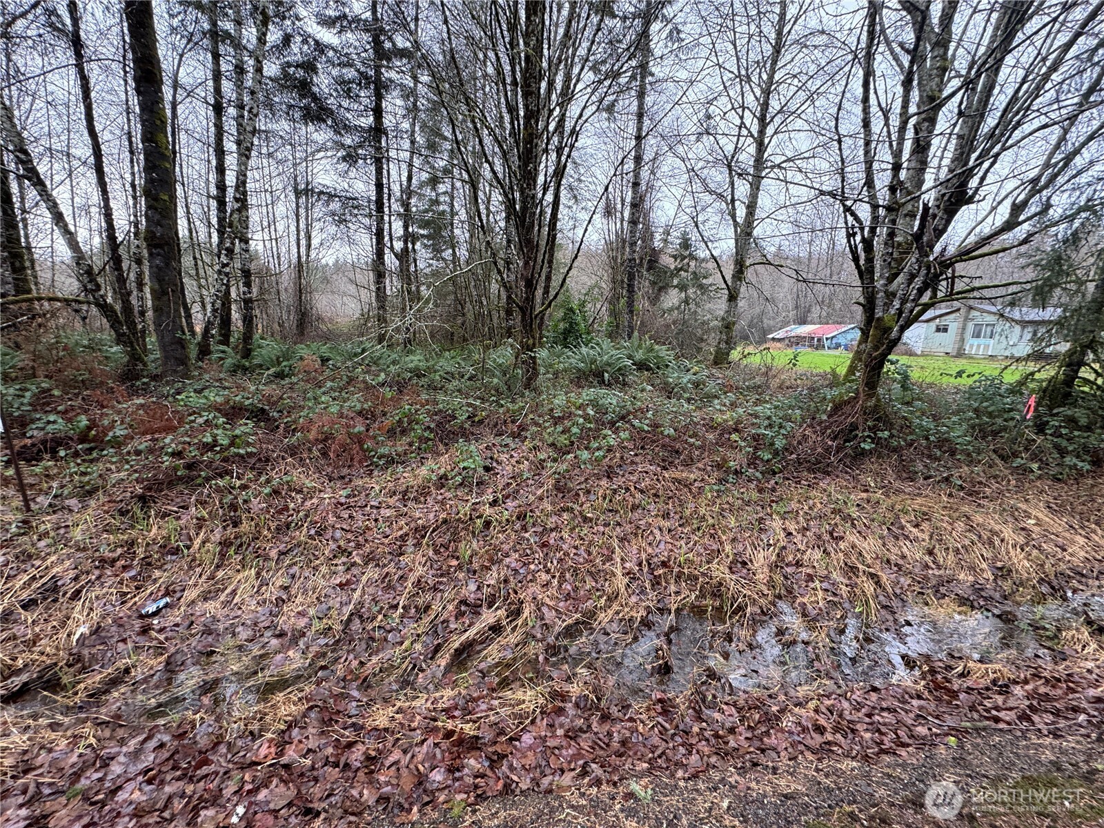 1359 Mox Chehalis Road McCleary, WA 98557 - Photo 5 of 5 a view of a forest that has large trees