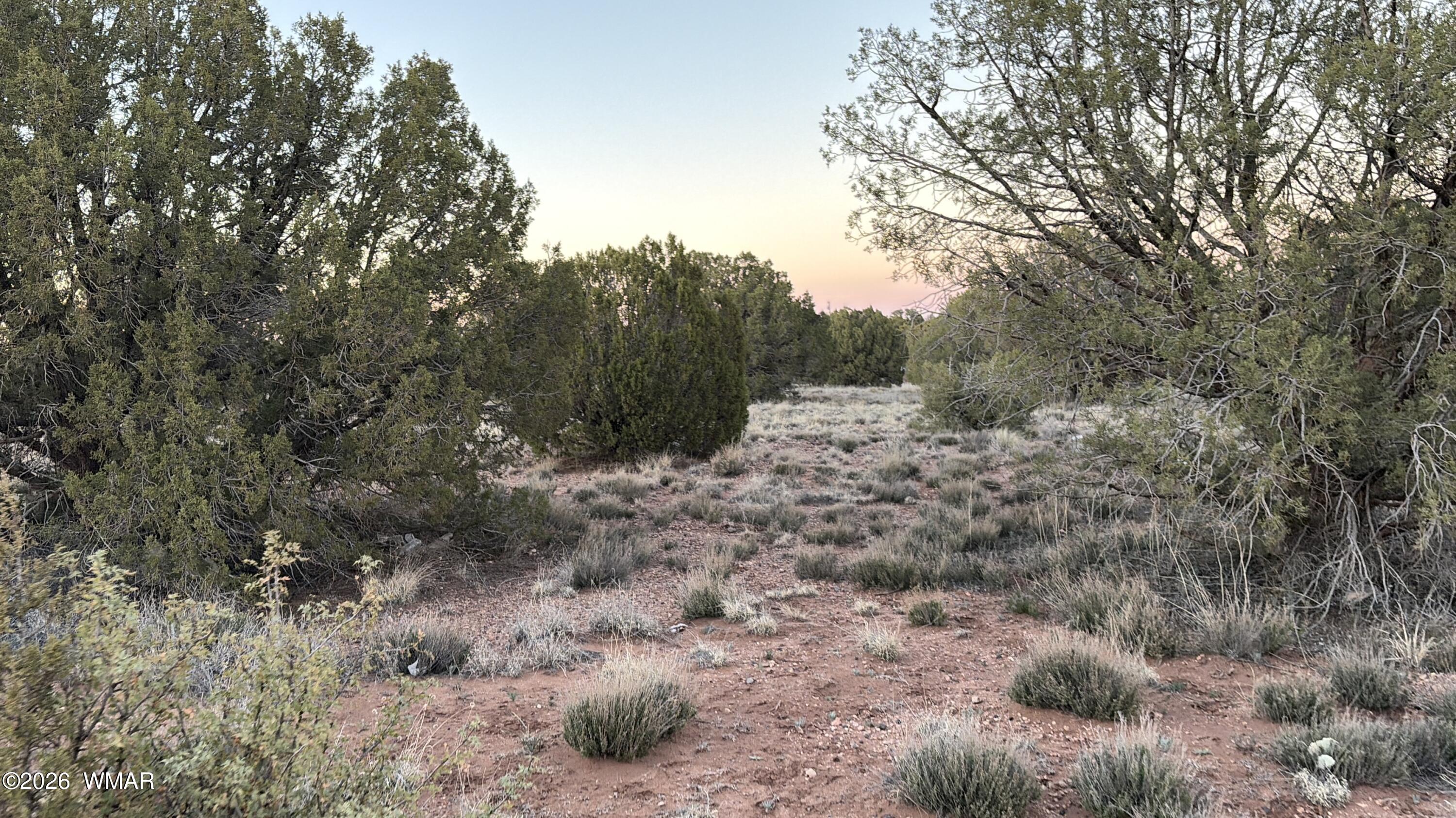 4427 Clydesdale Road Snowflake, AZ 85937 - Photo 11 of 16 a view of a forest with trees in the background