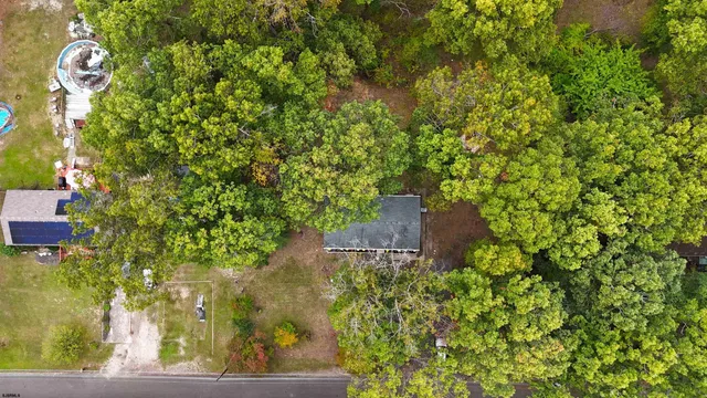 view of a bunch of plants