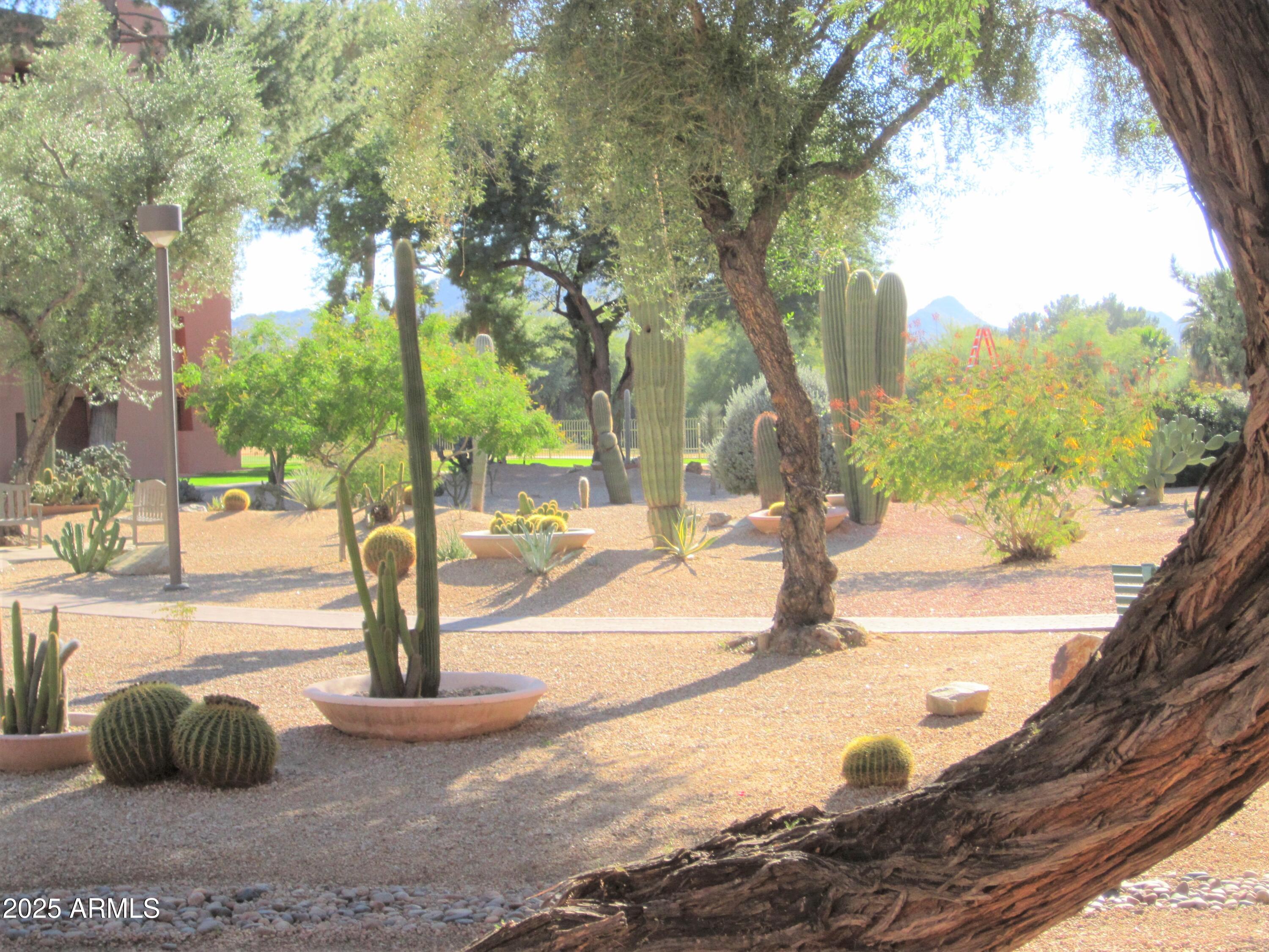 4303 East Cactus Road, Unit 310 Phoenix, AZ 85032 - Photo 26 of 27 a view of street with large trees