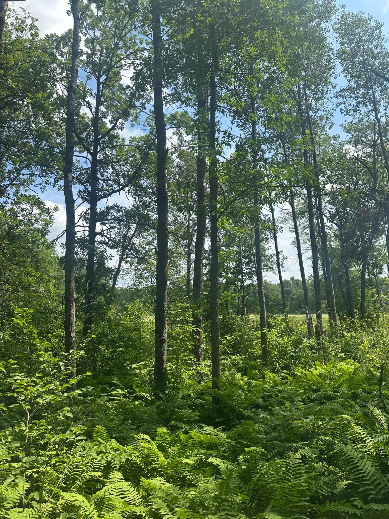 Tbd Tbd Olander Road Crosby, MN 56441 - Photo 14 of 22