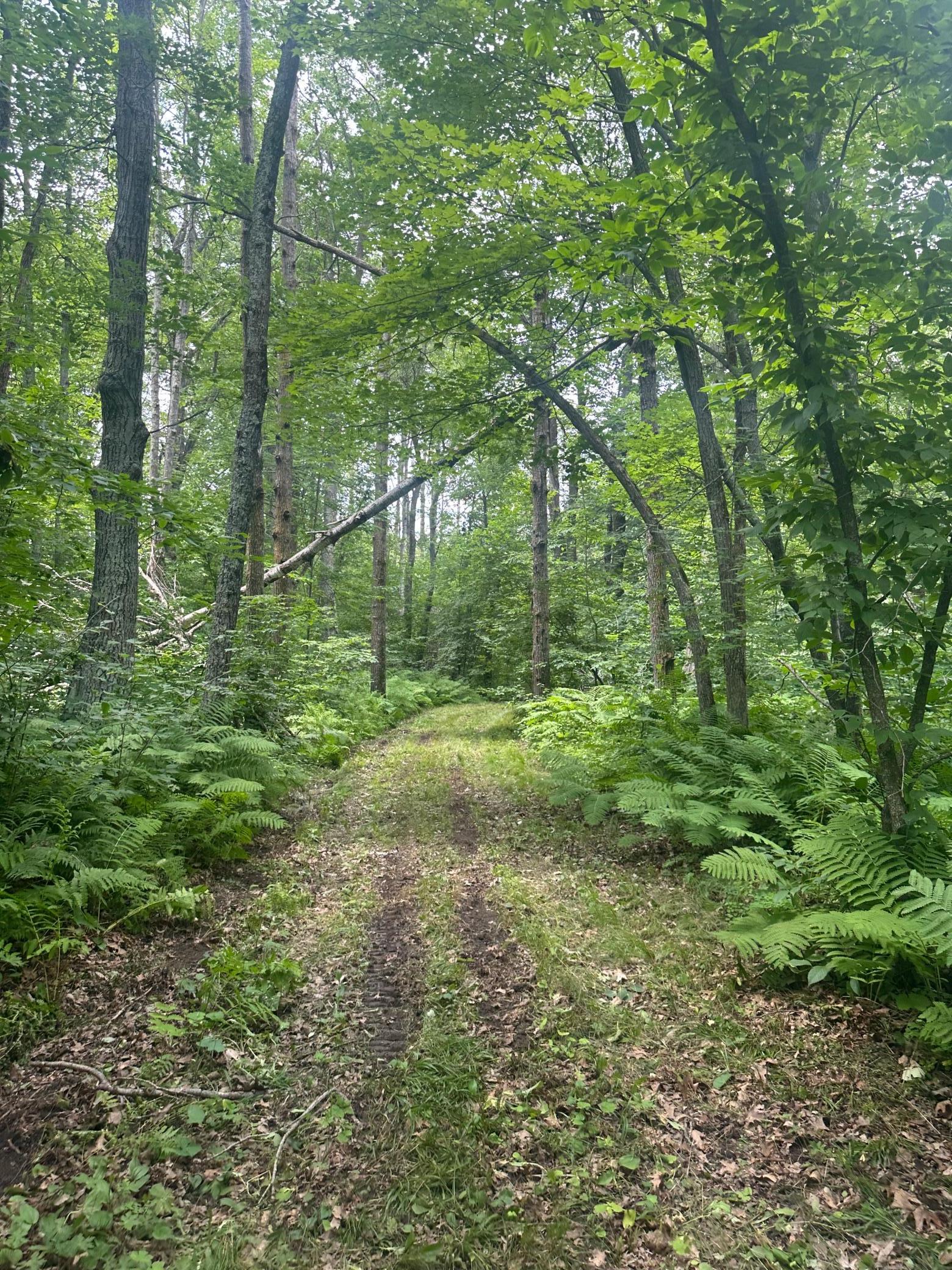 Tbd Tbd Olander Road Crosby, MN 56441 - Photo 18 of 22