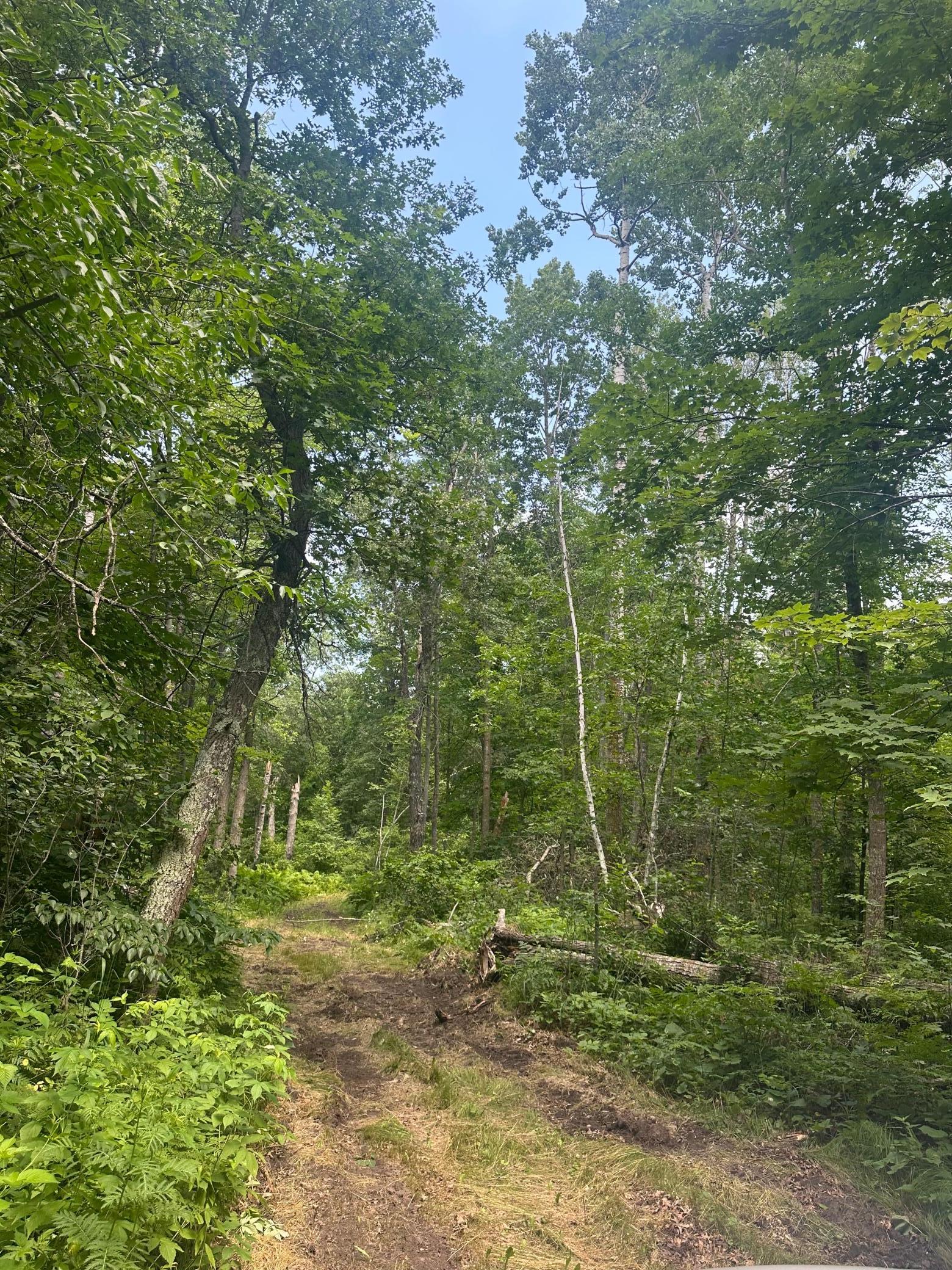 Tbd Tbd Olander Road Crosby, MN 56441 - Photo 4 of 22