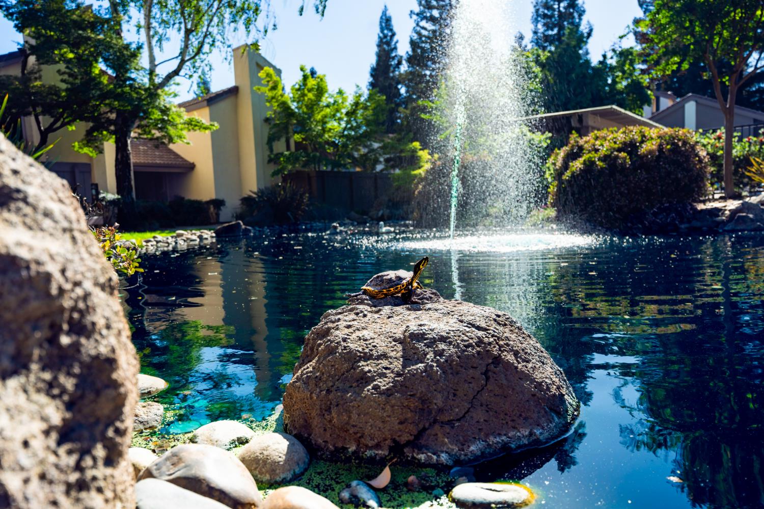 3701 Colonial Drive, Unit 89 Modesto, CA 95356 - Photo 19 of 20 a view of a backyard with plants and a patio
