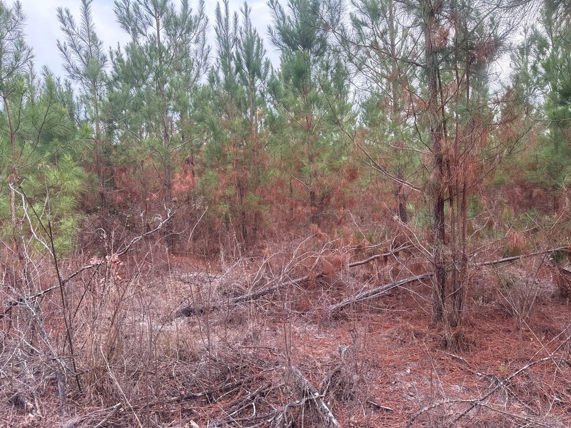 12 Nurnberg Dr Road, Unit QBF 12 Leesville, SC 29070 - Photo 11 of 16 6-Jan 02 2026 09_27pm-v7Q9