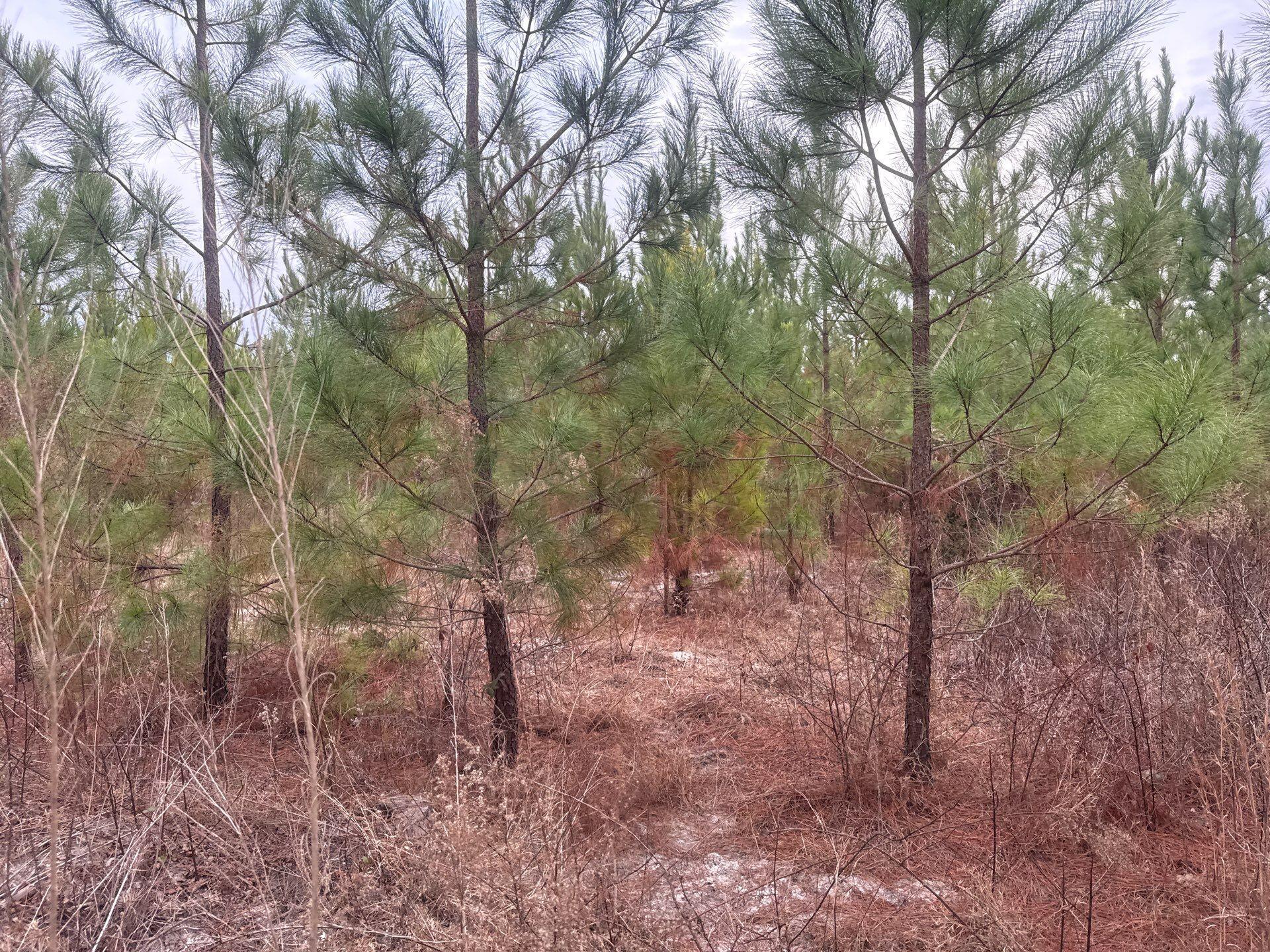 12 Nurnberg Dr Road, Unit QBF 12 Leesville, SC 29070 - Photo 3 of 16 7-Jan 02 2026 09_34pm-A5Dq