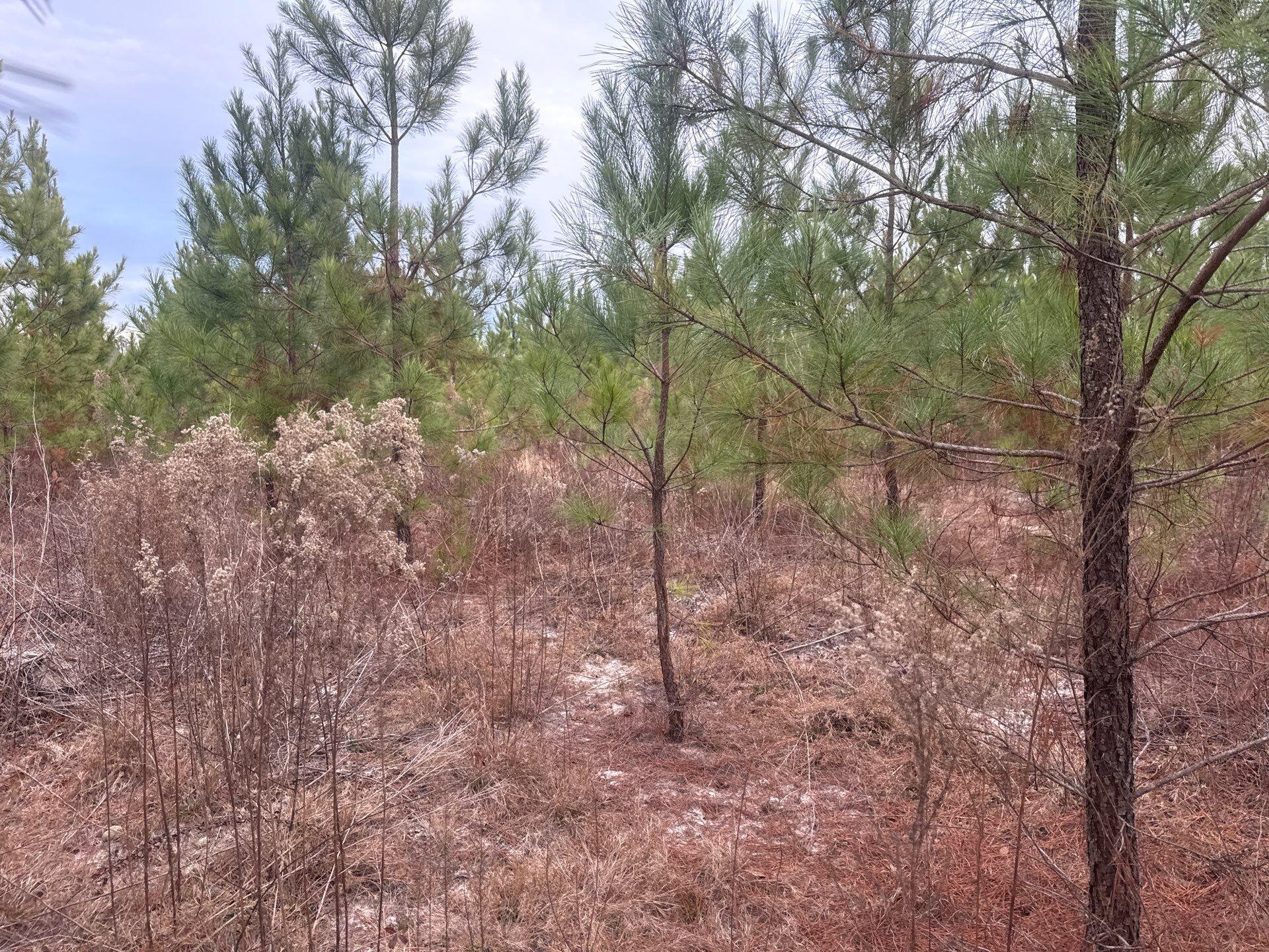 12 Nurnberg Dr Road, Unit QBF 12 Leesville, SC 29070 - Photo 4 of 16 6-Jan 02 2026 09_34pm-HfNc
