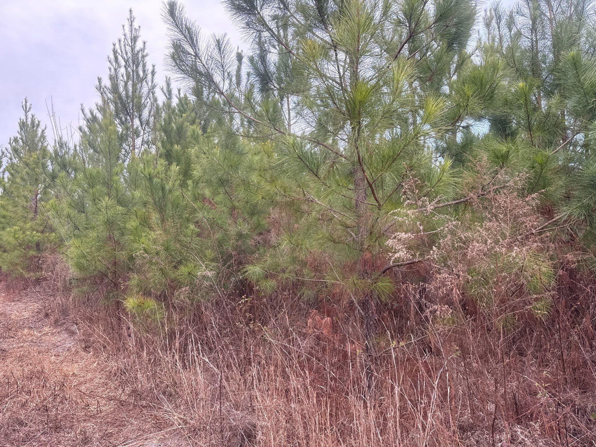 12 Nurnberg Dr Road, Unit QBF 12 Leesville, SC 29070 - Photo 5 of 16 5-Jan 02 2026 09_34pm-sruL
