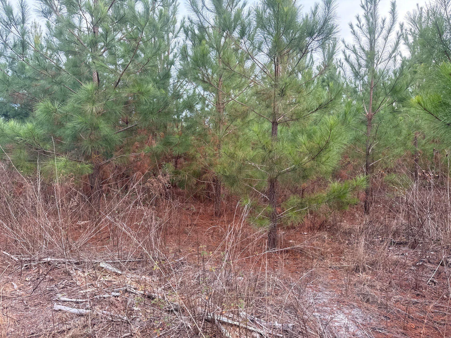 12 Nurnberg Dr Road, Unit QBF 12 Leesville, SC 29070 - Photo 10 of 16 7-Jan 02 2026 09_29pm-S3q8
