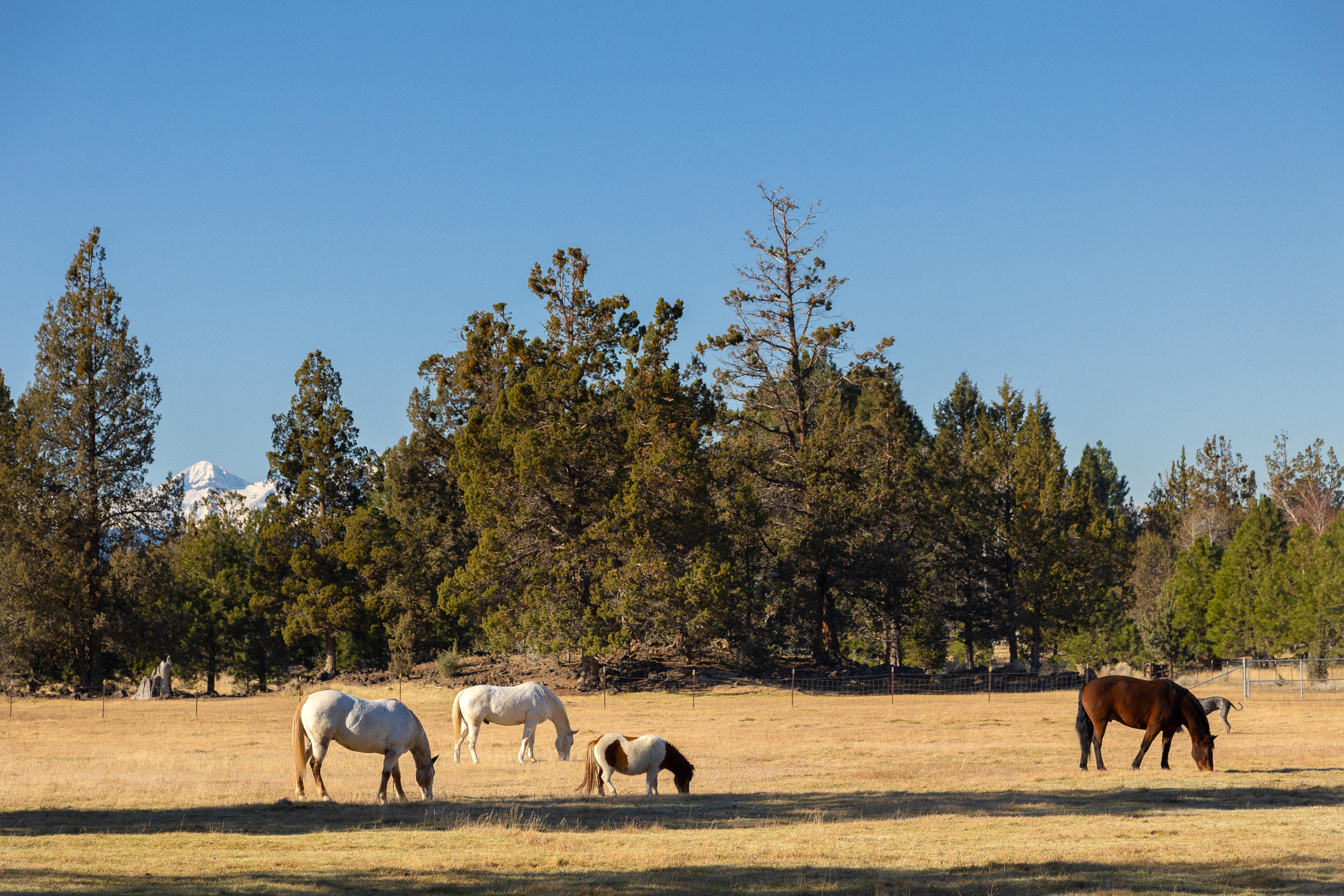 20135 Rodeo Drive Bend, OR 97703 - Photo 1 of 24 a view of a yard