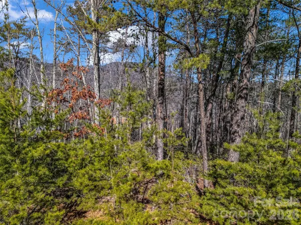 a view of a forest with trees and bushes