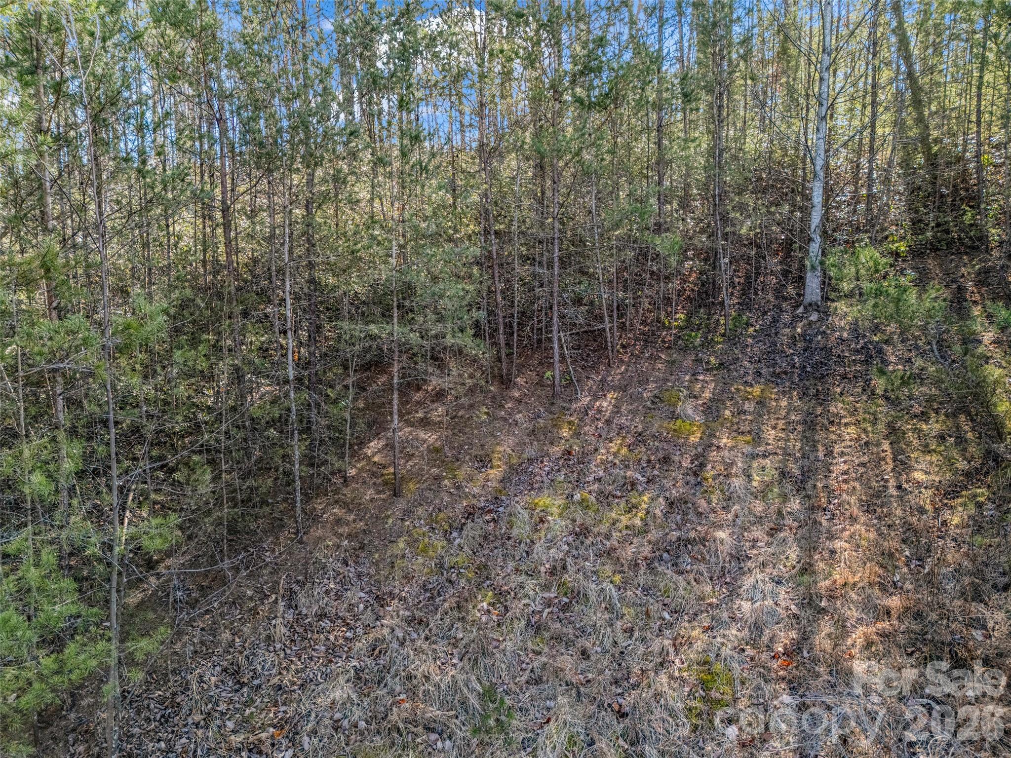 2002 Deep Gap Farm Road East Mill Spring, NC 28756 - Photo 22 of 33 a view of a forest with trees and bushes