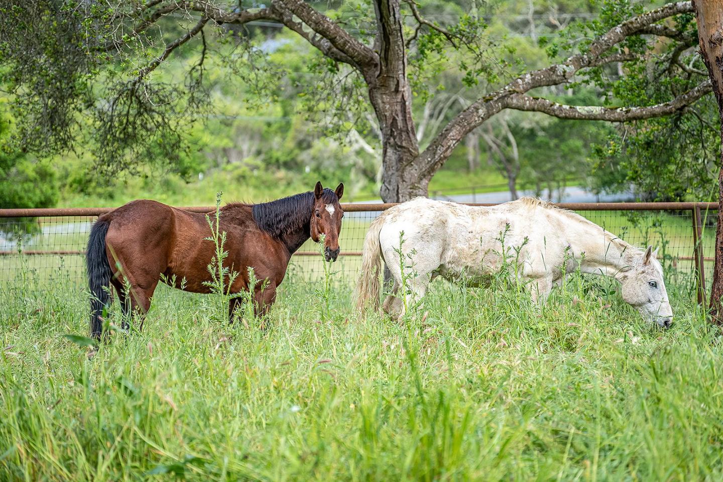 1170 Larkin Valley Road Watsonville, CA 95076 - Photo 49 of 63 Gallery Image 49