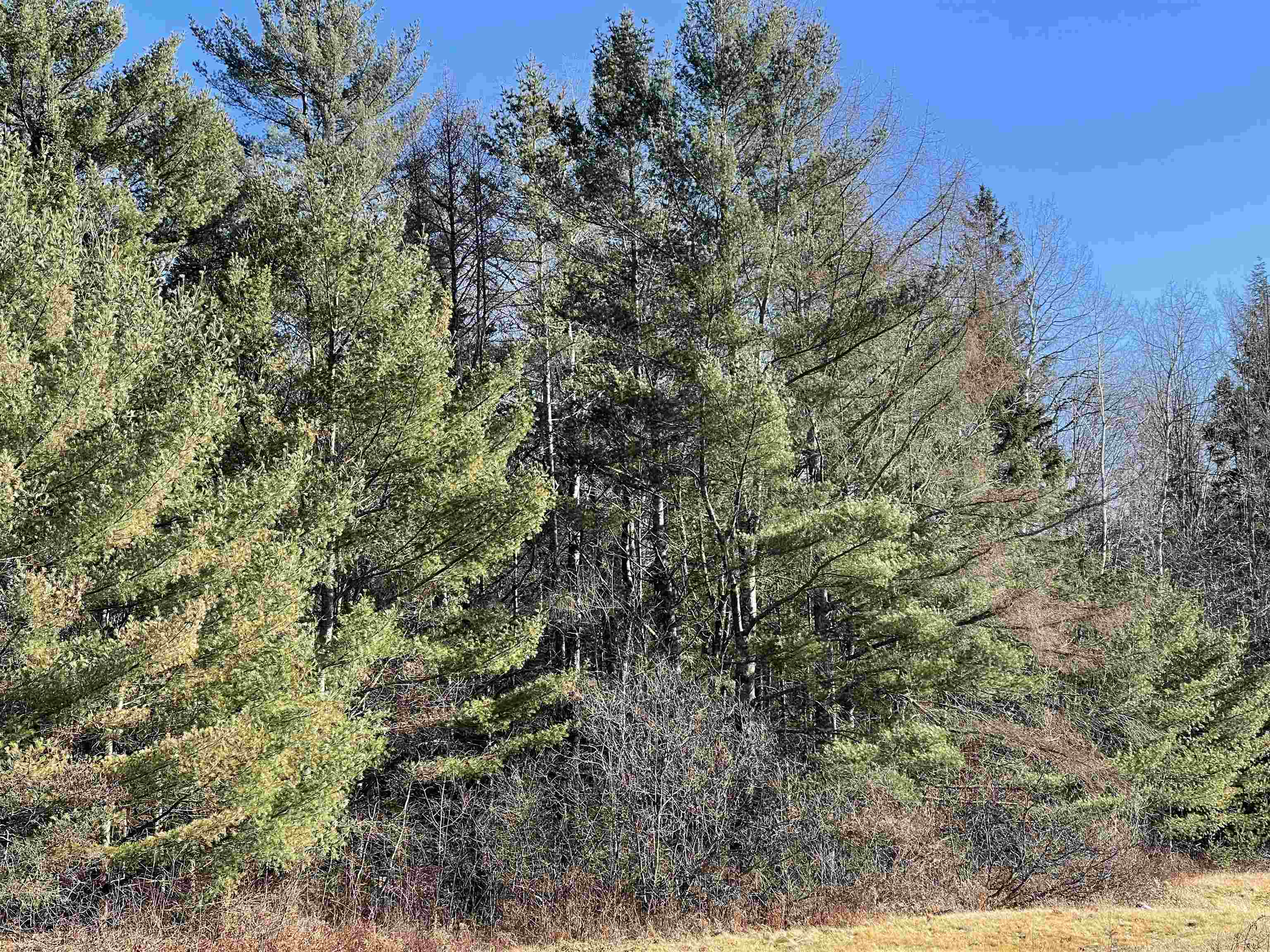 Bog Road Stratford, NH 03590 - Photo 5 of 6