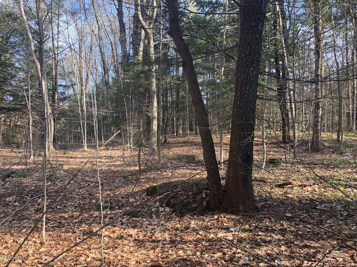 0 Dimmock Road Otis, MA 01253 - Photo 5 of 9 5woodedlot