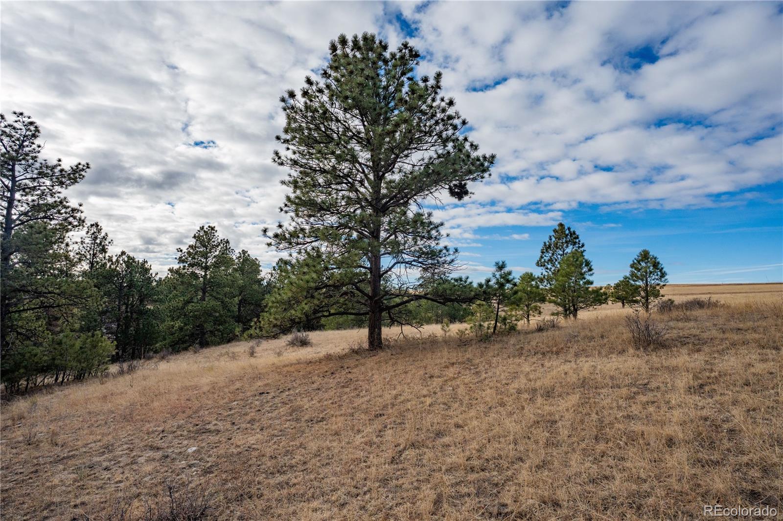 754 Highway 86 Elizabeth, CO 80107 - Photo 39 of 47 a view of a yard with a tree