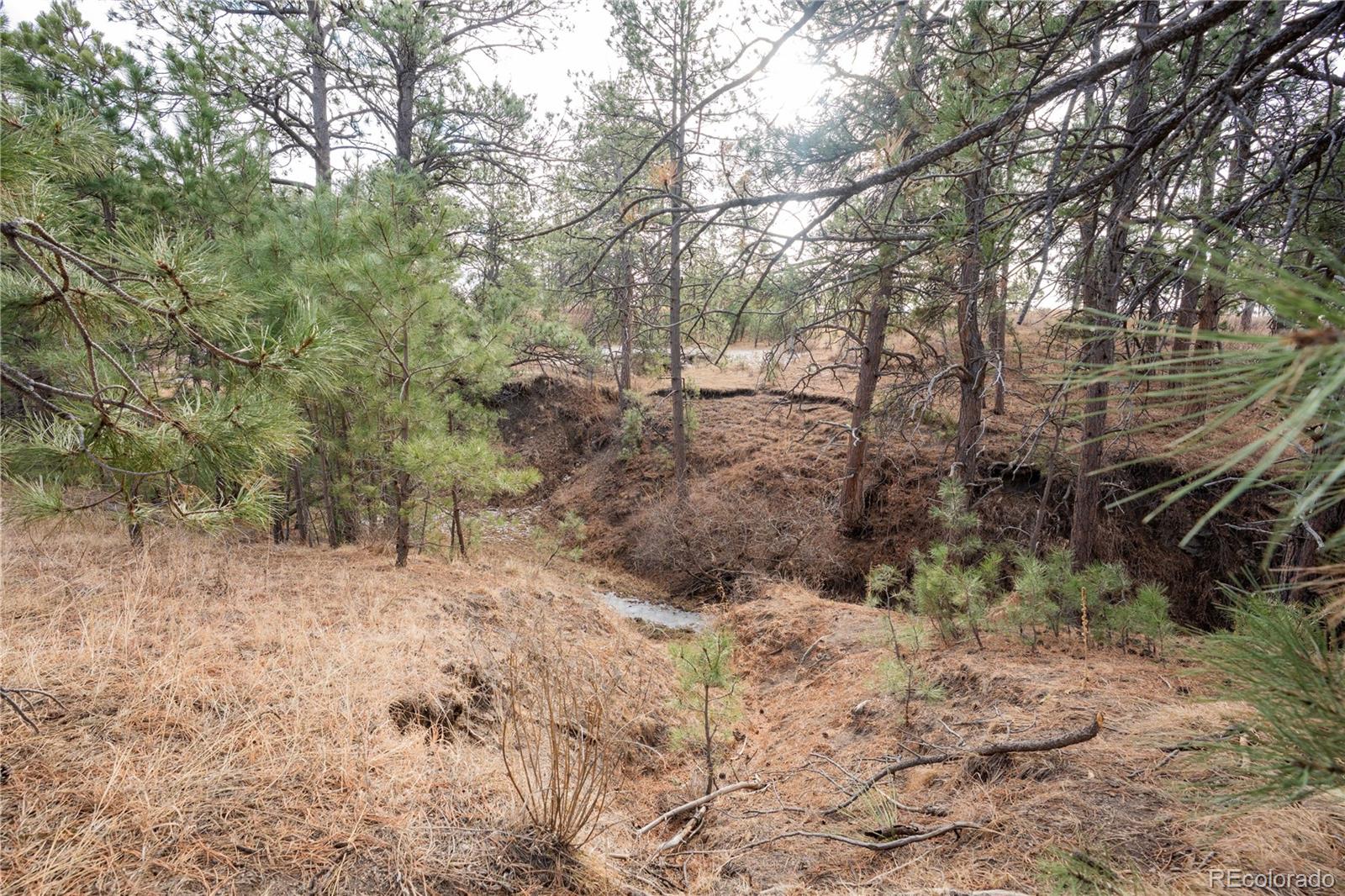 754 Highway 86 Elizabeth, CO 80107 - Photo 40 of 47 a view of forest