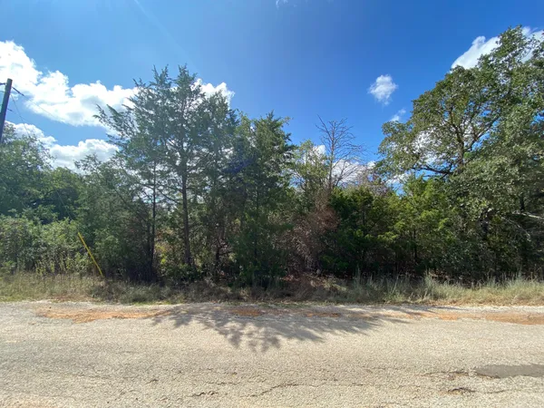 a view of a yard with plants and a large tree