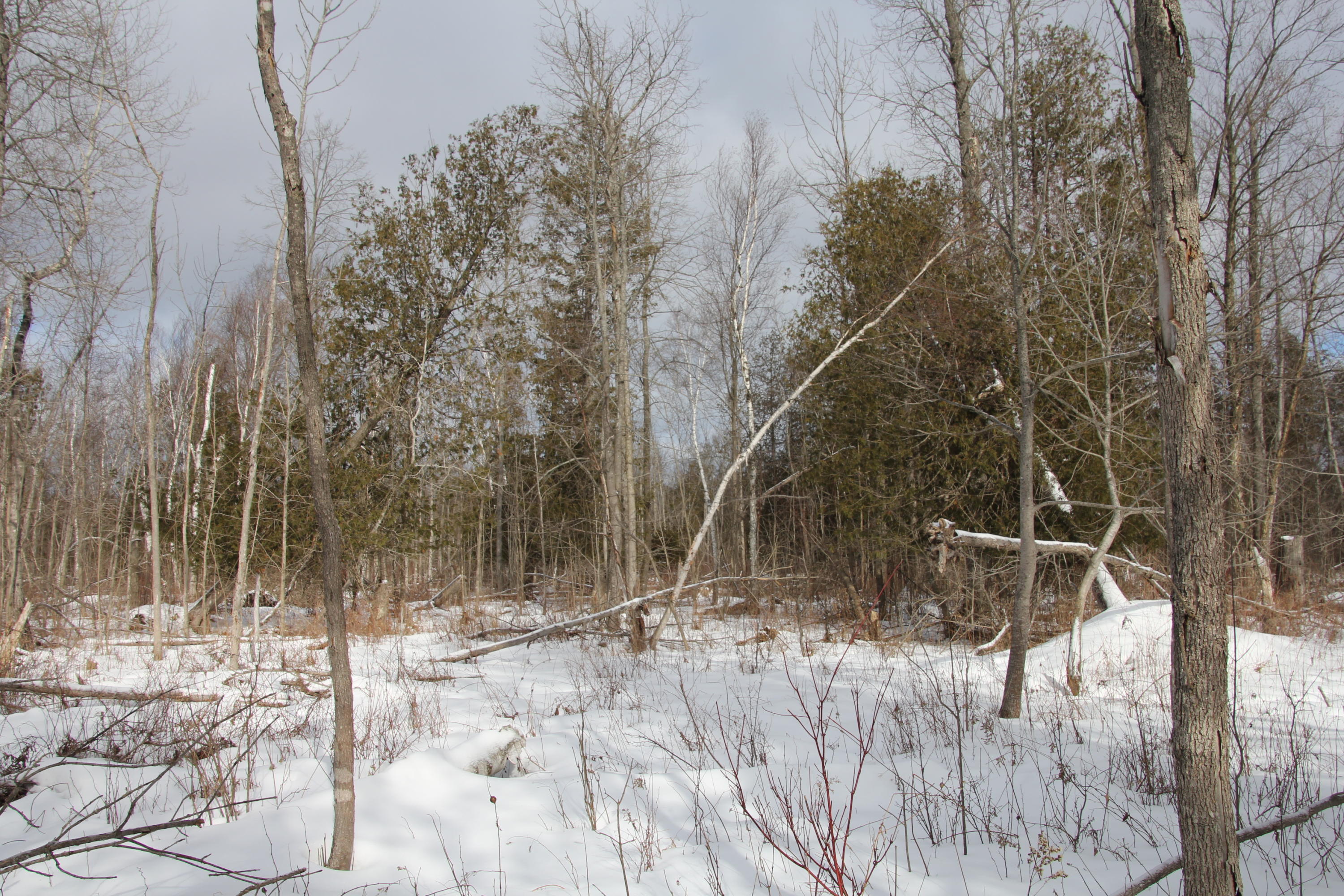 40-acres Tolan Road Spruce, MI 48762 - Photo 85 of 95 Gallery Image 85