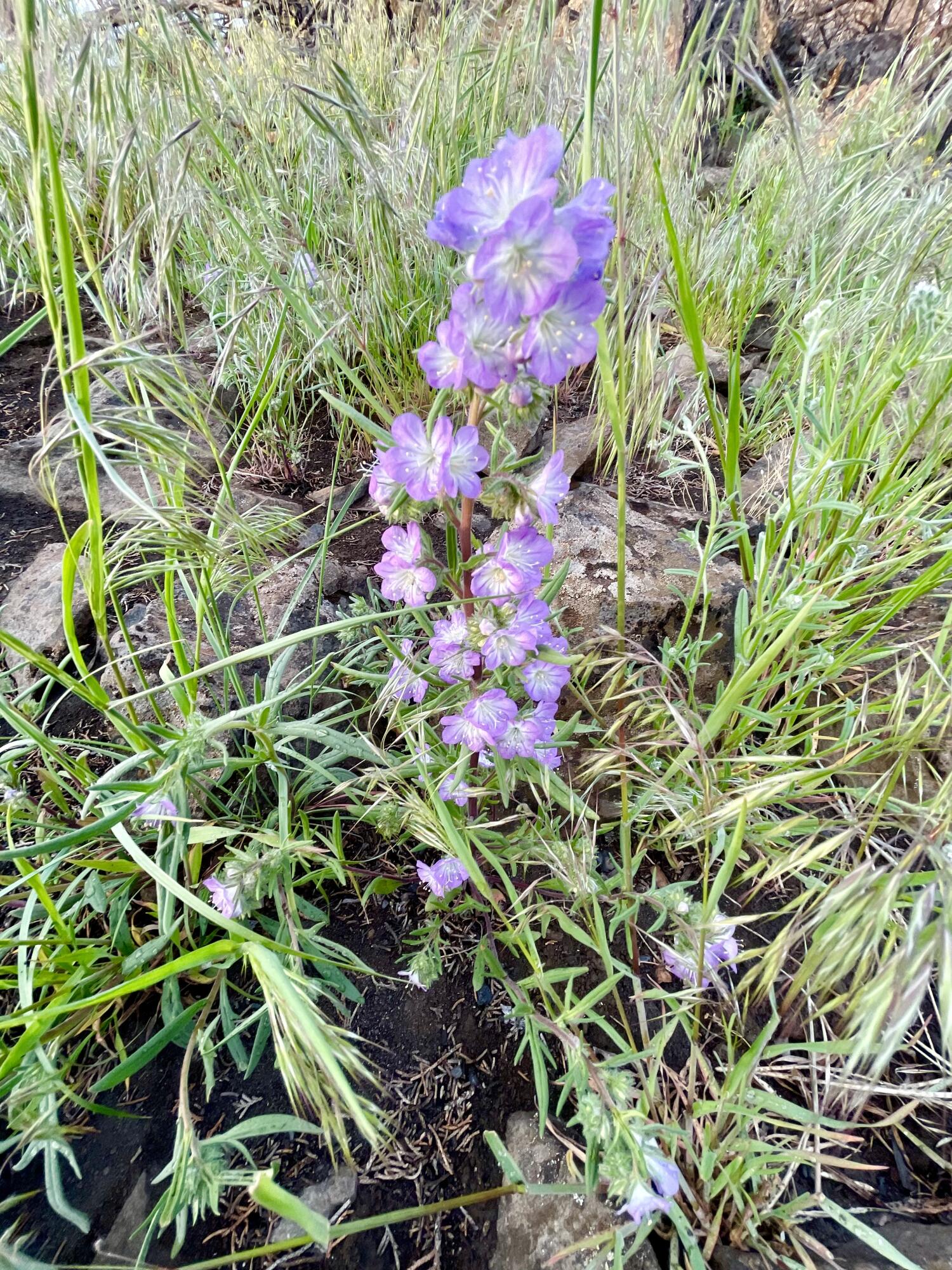 0 Godowa Springs Road, Unit 13 Beatty, OR 97621 - Photo 4 of 8 Flower
