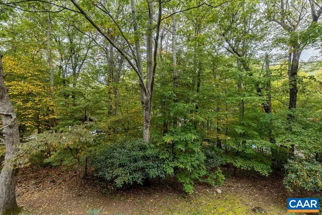 a view of a lush green forest