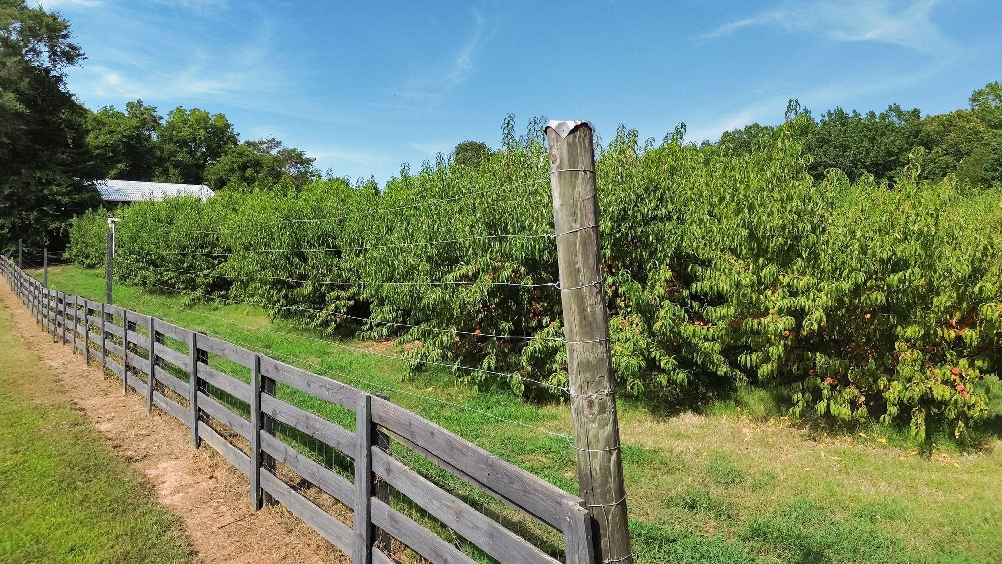 2350 Joe Brown Road Spring Hill, TN 37174 - Photo 64 of 80 a view of a yard with potted plants