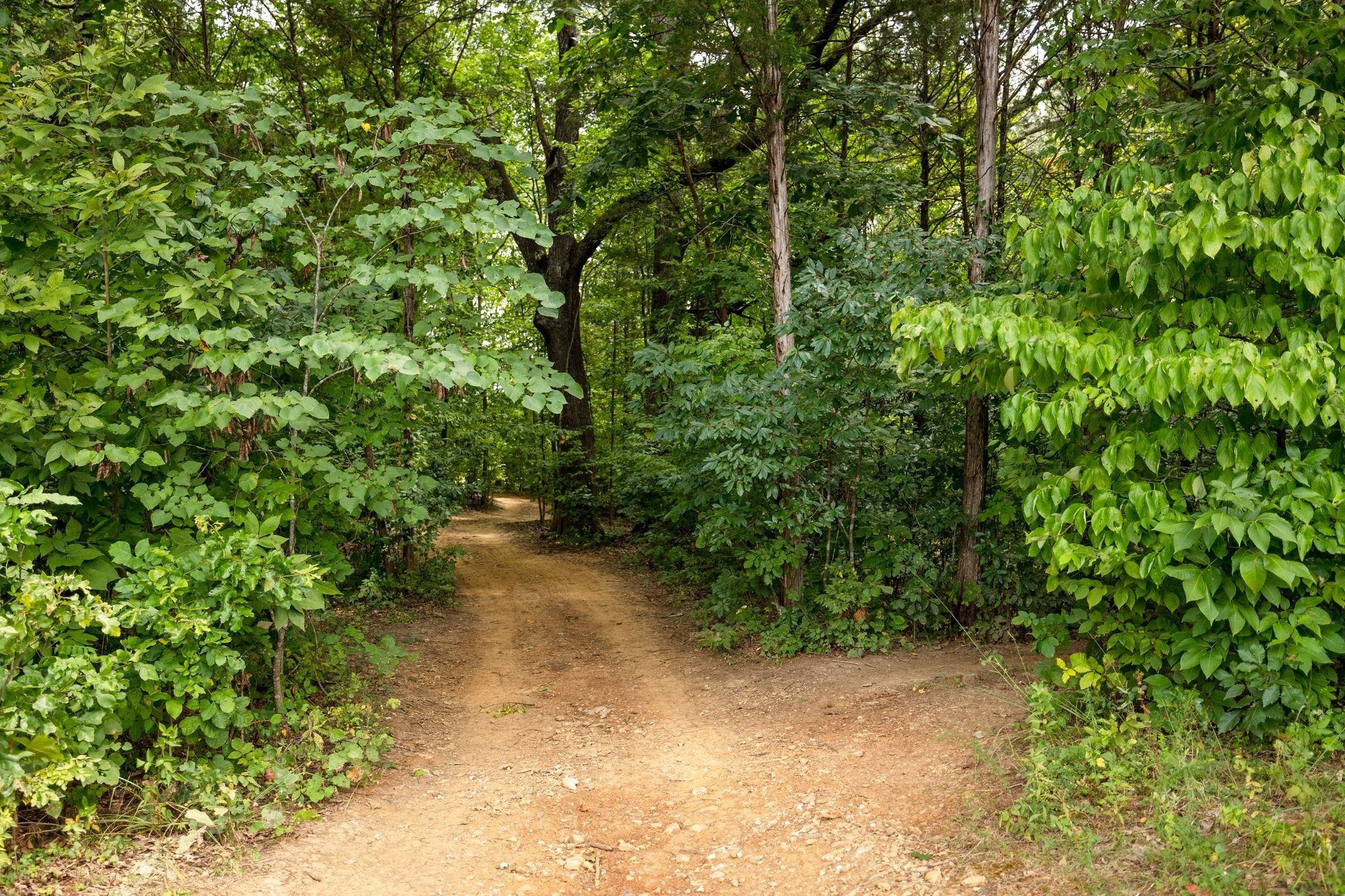 2350 Joe Brown Road Spring Hill, TN 37174 - Photo 66 of 80