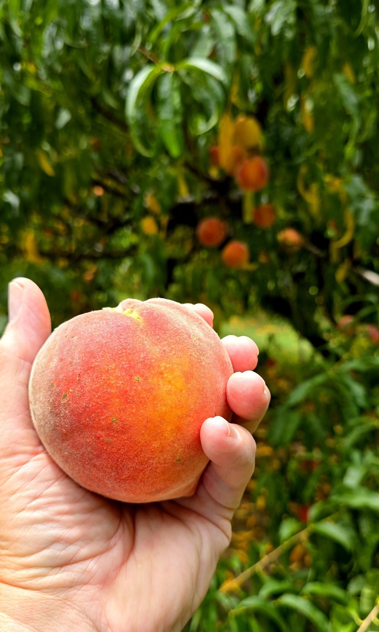 2350 Joe Brown Road Spring Hill, TN 37174 - Photo 79 of 80 a view of a backyard of the house