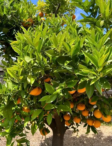 $5,425 | 27932 Paseo Tortuga, San Juan Capistrano, CA 92675