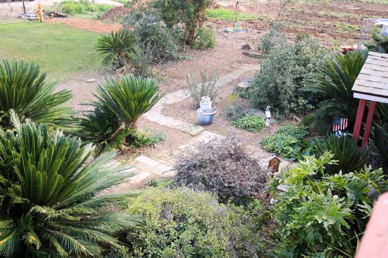 8053 South Rio Avenue Reedley, CA 93654 - Photo 26 of 30 a view of a yard with plants and large trees